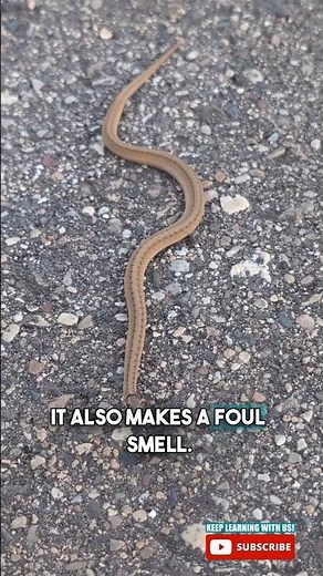 DeKay's Brownsnake!! #snakefact #brownsnake #factsforkids #educational #naturefacts #thadventurebros