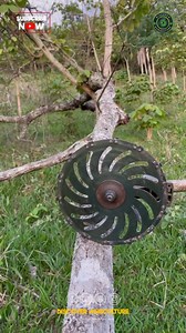 107K views · 166 reactions | The Tree Cutting Brush Cutter Machine...