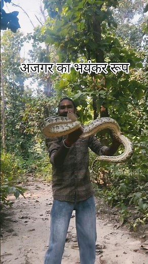 The terrible form of the python 🐍 😱, such a sight was seen for the first time #wildliferescue #re...