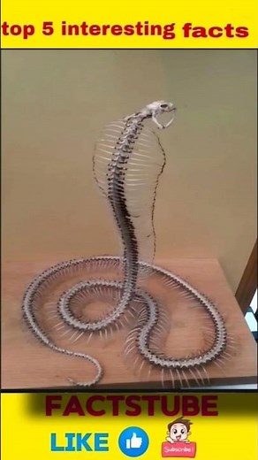 top 5 interesting facts in telugu 🤯#telugufacts #unknownfacts #amazingfacts #interestingfacts #facts