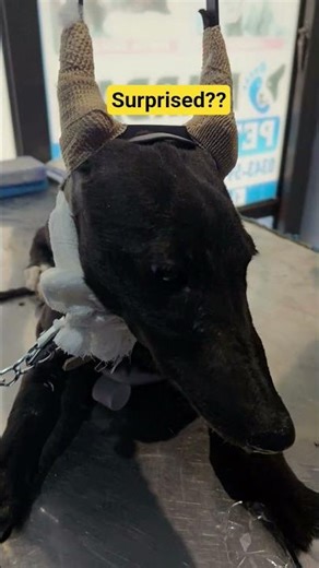 Why We Tap Their Ears? 🐾 Unexpected Pet Relaxation! #mardanpetscenter #trending #shorts #viral #ai