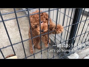 保護犬（トイプードルの子犬）の里親になりました #1