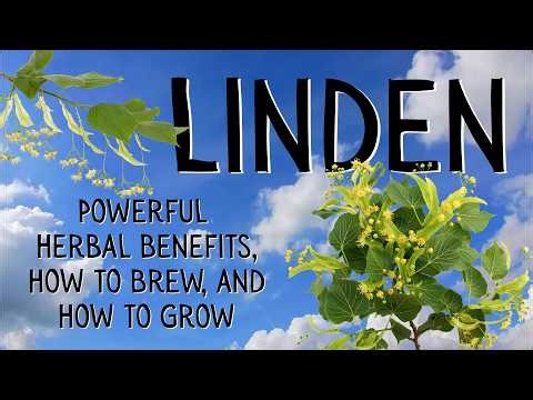 Linden: Powerful Herbal Benefits, How To Brew, And How To Grow