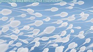 Diagnosing & Treating Male Reproductive Disorders