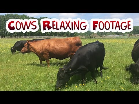 Cows being Cows: mooing, munching and moving | Relaxing video | Raise money by watching CharityTube