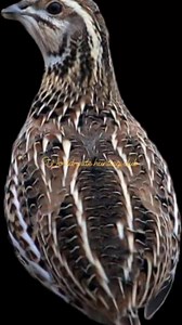 147K views · 2.1K reactions | World wide hunting club #quailirdsforsale #quailbirdsforsale #fypviralシ #quailsoftiktok #fscebookreels #quailsofinstagram #facebookviral #quailb #facebookreel #Batair | World Wide Quails | Facebook