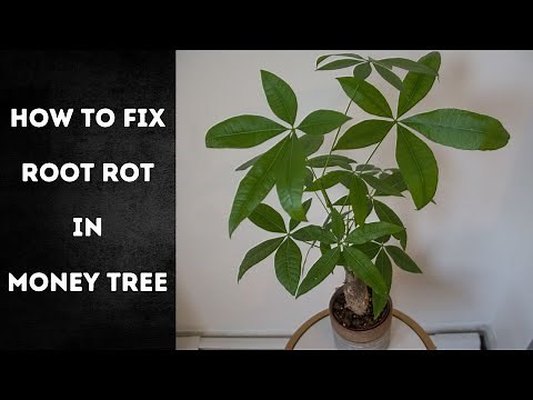 How to Fix Root Rot in Money Tree