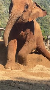 Elephants absolutely love playing in sand piles! Rolling, digging, and tossing sand brings them joy while also serving a practical purpose—helping to protect their skin from insects and the sun. It’s one of their favorite natural pastimes! | Saengduean Lek Chailert