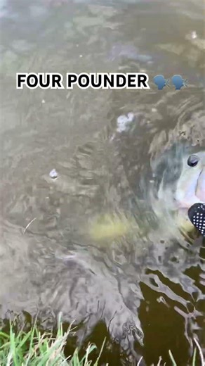 got the gut hook out #fishing