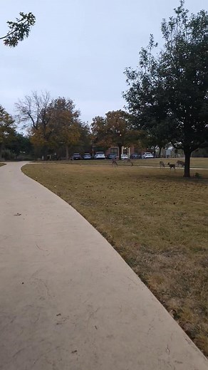 So many deer! | Mark Lewis