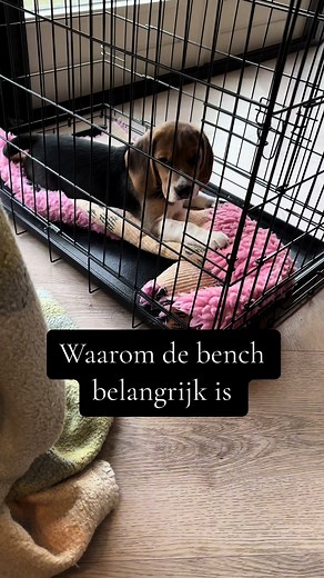 Waarom de bench belangrijk is. #benchtraining #bench #puppytraining #beagletraining #beagle #fyp #debeaglecoach