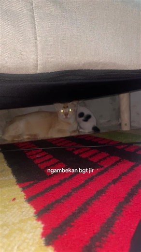 gaasik ngadu mamah #fypシ #catlover #kucingtiktok | streaks