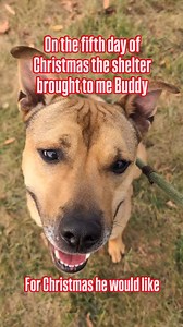 On the fifth day of Christmas the shelter gave to me… Buddy! 🎄❤ Buddy is a charming 4-year-old Shepherd/Pit mix with a heart full of love and a playful spirit. He has been waiting at the shelter for over 7 months. Buddy is wishing to find his forever home in time for the holidays!❣🏠 Why You'll Love Buddy: 💚 Friendly with everyone & affectionate❣ 💚 Energetic & playful, has a zest for life 🐾 💚 Crate trained & house trained 💚 Smart & knows a variety of commands such as sit, stay, come, spin 