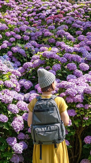 詩歩/Shiho (死ぬまでに行きたい!世界の絶景📚著者) on Instagram: "地元のおじさんが30年かけて、たった一人で作り上げた絶景のあじさい園。その名も #桃源郷岬 。太平洋を望む展望台からの景色、ステキだったなぁ〜🌼 ここで撮った写真は6月にアップしています📷 Spectacular hydrangea garden created just by one local man over a period of 30 years. The name of the garden is #Togenkyomisaki , Shangri-la in Japanese. The view from the observatory overlooking the Pacific Ocean was beautiful! Photos taken here were uploaded in June. 宮崎県の他の写真はこのタグでまとめています / Posts of this area can be found in this tag.→ #shiho_miyazaki 