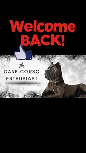 We all need a break feom aocial media sometimes. @the_cane_corso_enthusiast is back on Facebook | NWA Cane Corsos