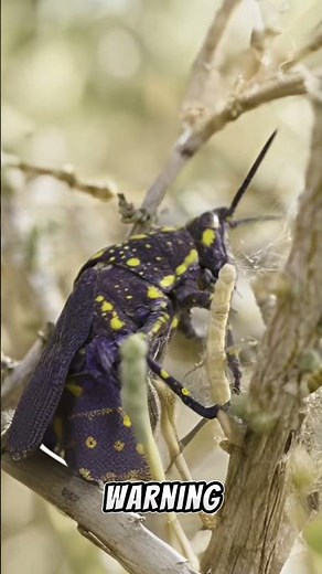 🦗 The Toxic Grasshopper That Warns Predators
