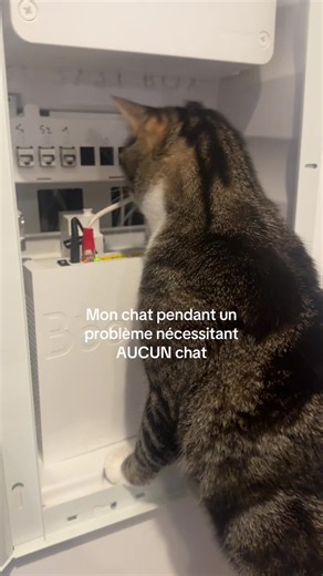 Problème Bouygues Telecom : mon chat pendant la panne (humour)