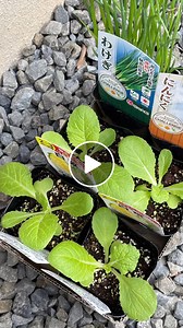 白菜苗の成長と育て方の