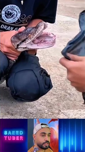 The terrifying teeth of a python 😰