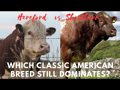 Hereford vs Shorthorn: Which Classic American Breed Still Dominates?