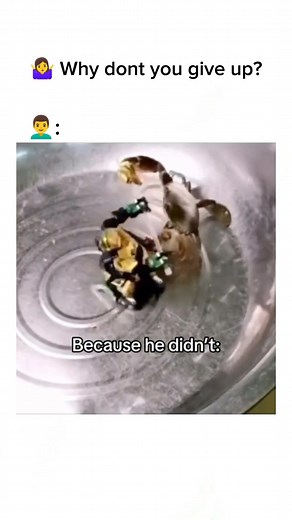 and just say "HELL YEAH" on Instagram: "Follow (us) for more🔥 content. Video description: A crab fights a robot pacific rim style. #hellyeah #boys #epic"