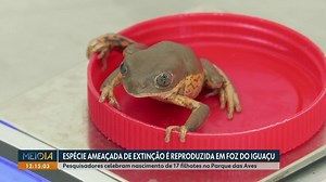 Espécie ameaçada de extinção é reproduzida em Foz do Iguaçu