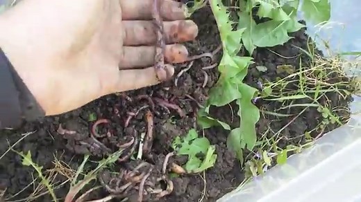 Home Made (DIY) Worm Farm: For Fishing