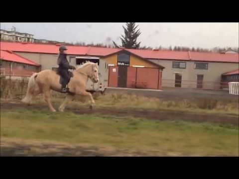 The 5 gaits of the icelandic horse