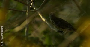 A close up of red eyed bulbul flying off from a tree branch in super slow motion