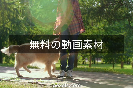 10,000+件の最高の犬関連動画 · 100%無料でダウンロード · Pexelのストック動画