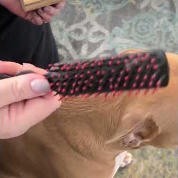 Top 5 Best Pet Grooming Tools on Amazon