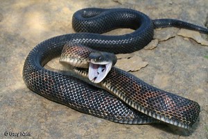 Pantherophis obsoletus - Alchetron, The Free Social Encyclopedia