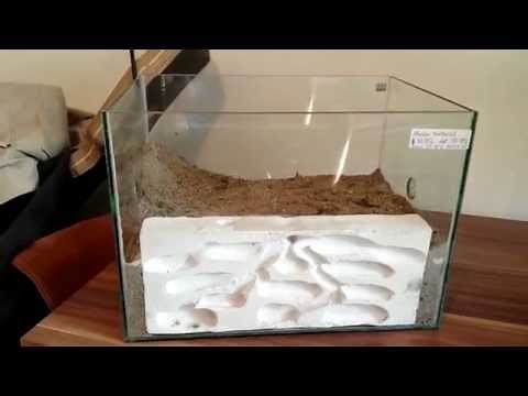 Ameisenfarm Messor barbarus #03 - Formicarium einrichten