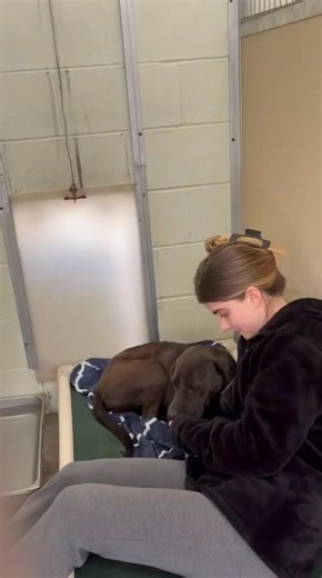 Poor Wynter. This poor girl was found in her home with her owner who has passed away. She had been there for an extended period of time laying beside her owner before animal control was called to the address and she was brought to The City of Mobile Animal Services. This girl has no idea what she has done wrong to be separated from her mum and she is devastated. We are looking for a new home for this girl, a next of kin can come forward but that looks unlikely. She is great with dogs, people and