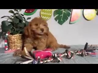 Macy - Cavapoo puppy for sale