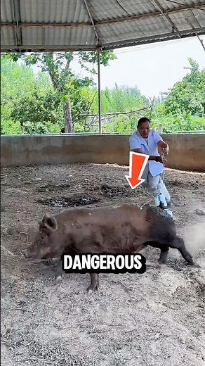 Why Are Veterinarians Chasing Pigs Like Crazy⁉️😨