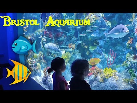 Bristol Aquarium Walkthrough 🐠 Full Underwater Adventure!