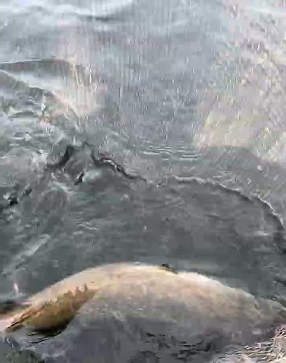 BIG pike on Westin Shadteez