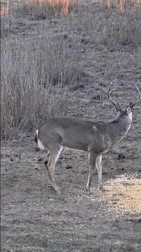 "Massive Buck Hunt – Heart-Pounding Shot You Don’t Want to Miss#buckbeak #BuckHunting #DeerHunting