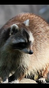 🦝 El Mapache: El Genio con Antifaz de la Naturaleza Con sus icónicas manchas faciales que parecen un antifaz de bandido y sus ágiles "manitas", el mapache se ha convertido en el superviviente más ingenioso de América. Este omnívoro de pelaje grisáceo y cola anillada posee una inteligencia excepcional que le permite resolver puzzles complejos, recordar soluciones hasta por tres años y adaptarse a prácticamente cualquier hábitat, desde bosques y humedales hasta grandes ciudades. Sus patas delante