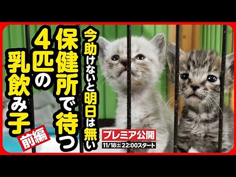 【子猫 保護】明日には消えてしまうかもしれない小さな命。生きるために産まれた尊い命を守りたい【前編】