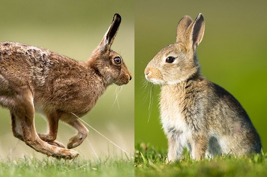 Rabbit vs hare: what's the difference? - Discover Wildlife