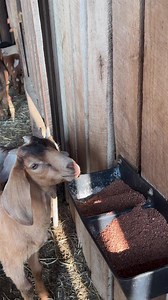 Free choice mineral. They ❤️ it. #Kentuckyfarmlife #farmlife #barnlife #barn #farm #countryliving #kentucky #barnanimals #farming #goats #goat #home #mineral | Kentucky Farm Life
