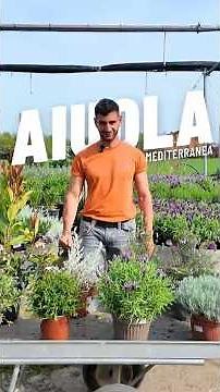 Low-Maintenance Mediterranean Flowerbed: Discover how to have a gorgeous #garden without the effort!