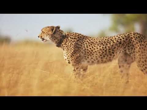 🌍 Wild Nature Documentary | Incredible Wildlife Moments & Animal Encounters 🦁🐘 vol:8