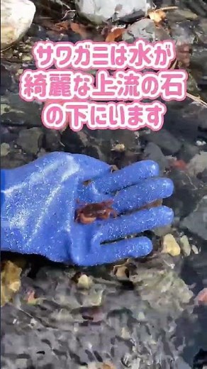サワガニの見つけ方解説