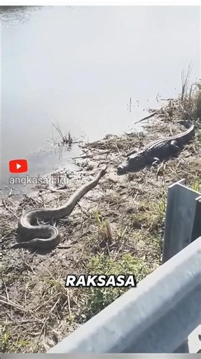 Anaconda vs. Caiman: Who Is the Deadliest? 🐍🐊#animalfights #caiman #anaconda