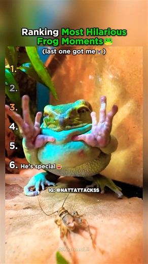 Top 6 Most Hilarious Frog Moments That Will Make You LOL
