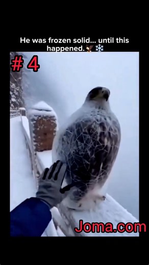 Top-5 Amazing shorts for you 😍 #shortvideo #amazing