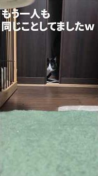 出てきたいけど躊躇してる保護猫達が可愛すぎる #保護猫 #捨て猫 #cat #猫のいる暮らし